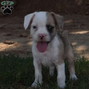 Captain, French Bulldog Mix Puppy