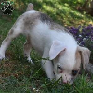 Captain, French Bulldog Mix Puppy