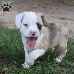 Captain, French Bulldog Mix Puppy