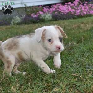 Captain, French Bulldog Mix Puppy