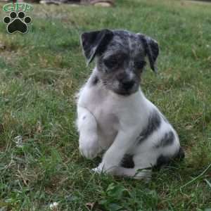 Carter, French Bulldog Mix Puppy