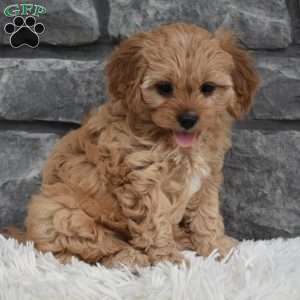 Millie, Cavapoo Puppy