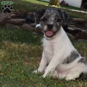 Carter, French Bulldog Mix Puppy