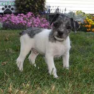 Carter, French Bulldog Mix Puppy