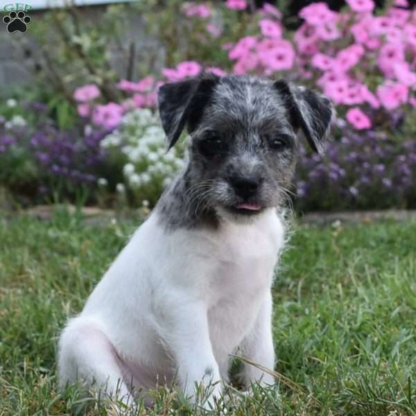 Carter, French Bulldog Mix Puppy