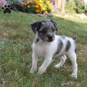 Carter, French Bulldog Mix Puppy