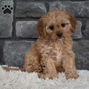 Millie, Cavapoo Puppy