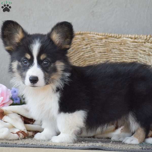 Charlie, Pembroke Welsh Corgi Puppy