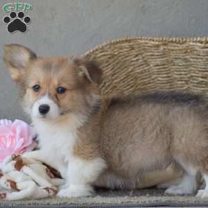 Cooper, Pembroke Welsh Corgi Puppy