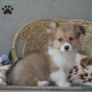 Cooper, Pembroke Welsh Corgi Puppy