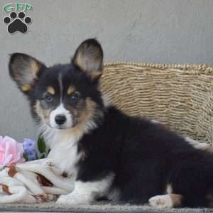 Clyde, Pembroke Welsh Corgi Puppy