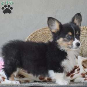 Clyde, Pembroke Welsh Corgi Puppy