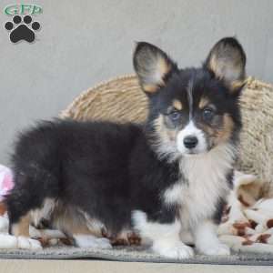 Clyde, Pembroke Welsh Corgi Puppy