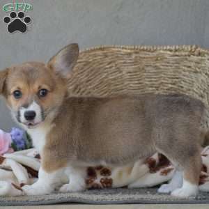 Callie, Pembroke Welsh Corgi Puppy