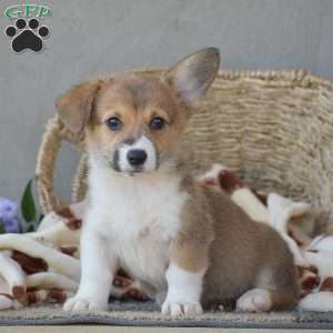 Callie, Pembroke Welsh Corgi Puppy