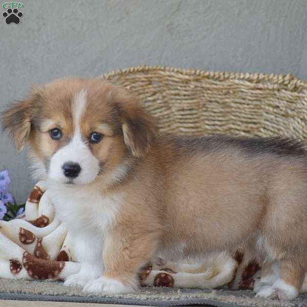 Colton, Pembroke Welsh Corgi Puppy