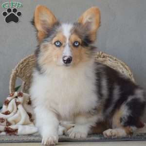 Ashley, Pembroke Welsh Corgi Puppy