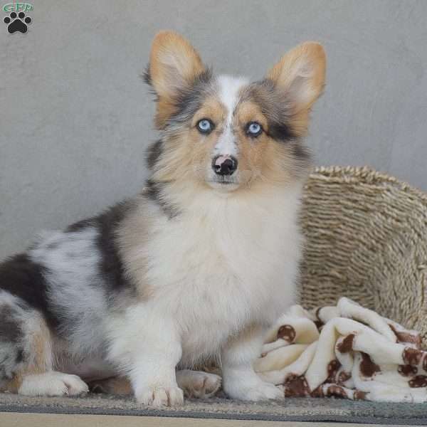 Ashley, Pembroke Welsh Corgi Puppy