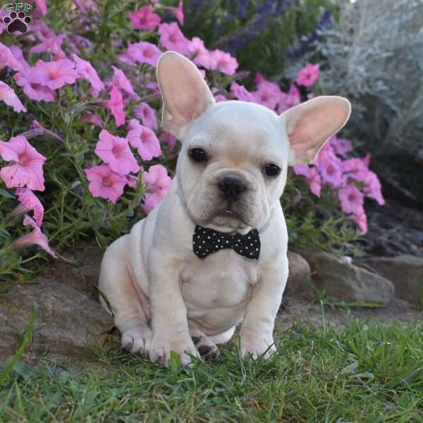 Garfield, French Bulldog Puppy