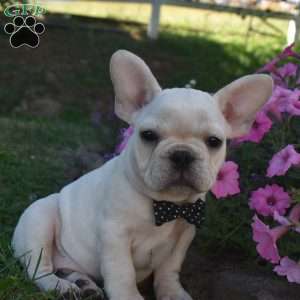 Garfield, French Bulldog Puppy