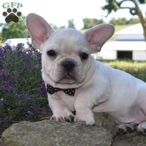 Garfield, French Bulldog Puppy