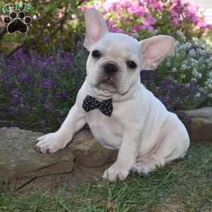 Garfield, French Bulldog Puppy