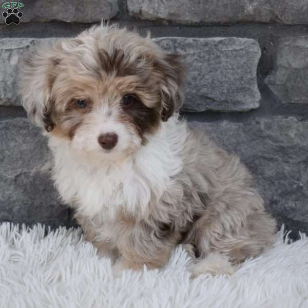 Dash, Mini Aussiedoodle Puppy