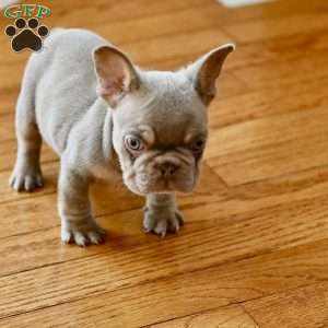 Theo, French Bulldog Puppy