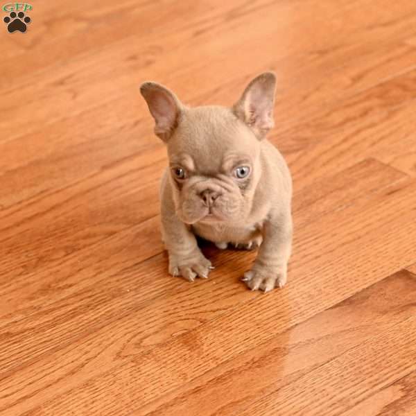 Theo, French Bulldog Puppy