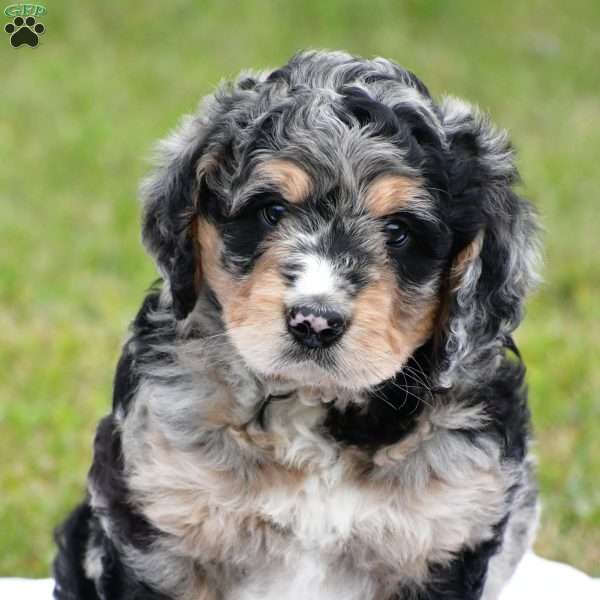 Rocky, Bernedoodle Puppy