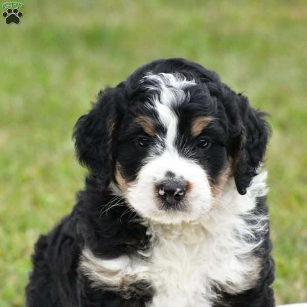 Murphy, Bernedoodle Puppy