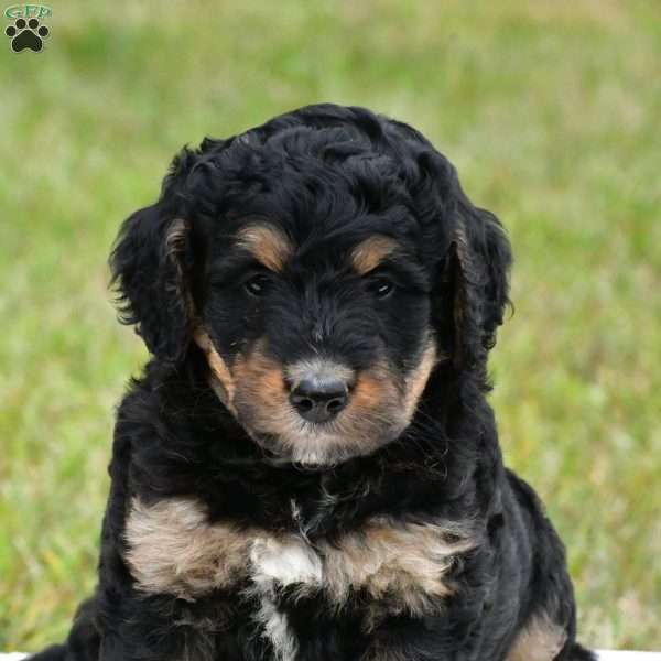 Clypsy, Bernedoodle Puppy