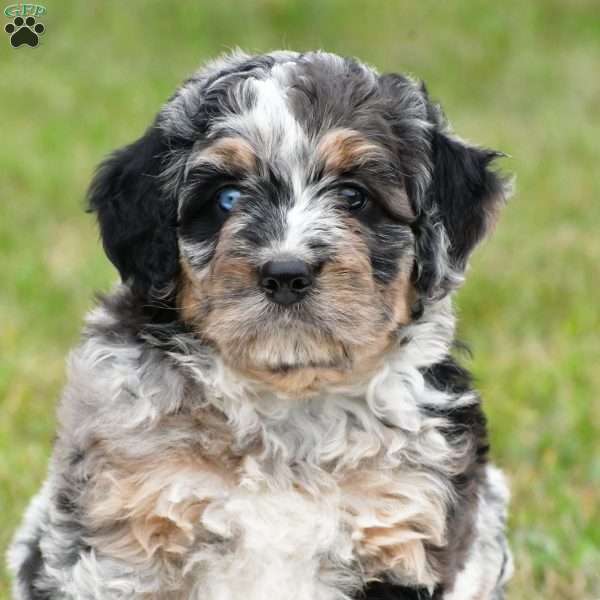 Dixie, Bernedoodle Puppy