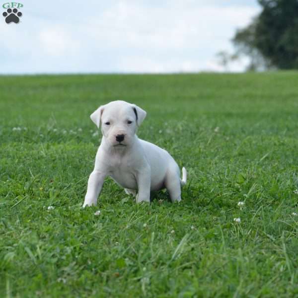 Morada, Dogo Argentino Puppy