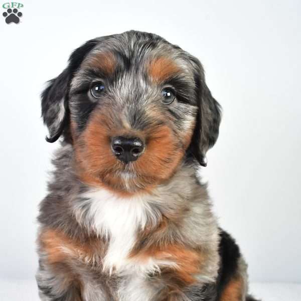 Hank, Australian Mountain Doodle Puppy