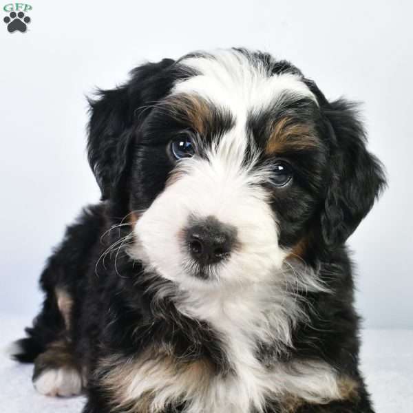 Hunter, Australian Mountain Doodle Puppy