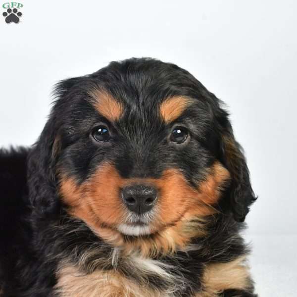 Holly, Australian Mountain Doodle Puppy