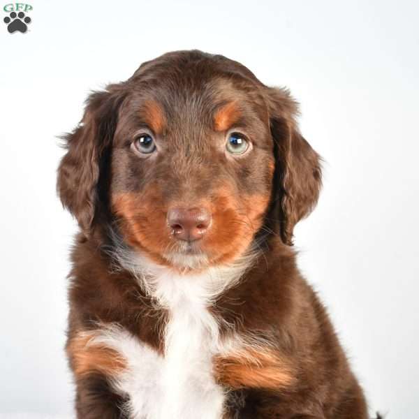 Hazel, Australian Mountain Doodle Puppy