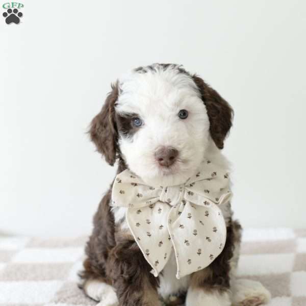 Yogi Bear, Bernedoodle Puppy