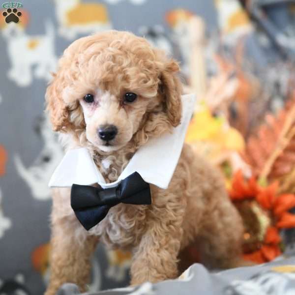 Todd, Miniature Poodle Puppy