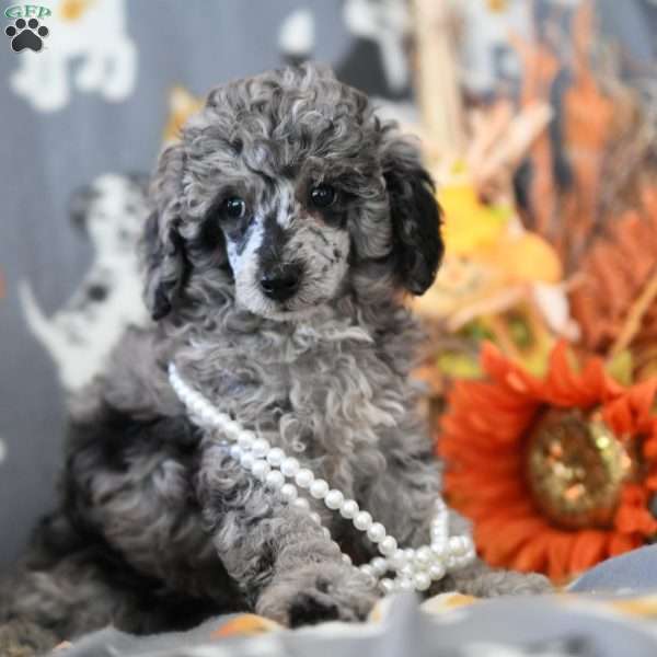 Tiffany, Miniature Poodle Puppy