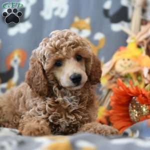 Tammy, Miniature Poodle Puppy