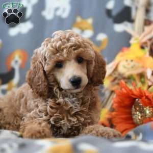 Tammy, Miniature Poodle Puppy