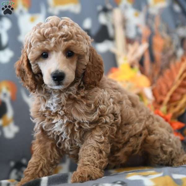 Tammy, Miniature Poodle Puppy