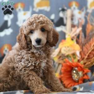 Tammy, Miniature Poodle Puppy