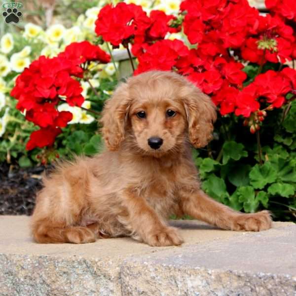 Dahlia, Cockapoo Puppy