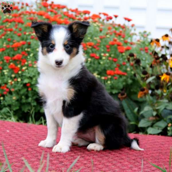 Dahlia, Sheltie Puppy