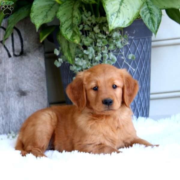 Dahlia, Golden Retriever Puppy