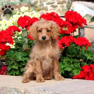 Dahlia, Cockapoo Puppy