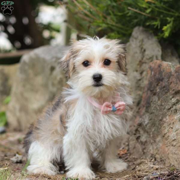 Daisy, Morkie / Yorktese Puppy